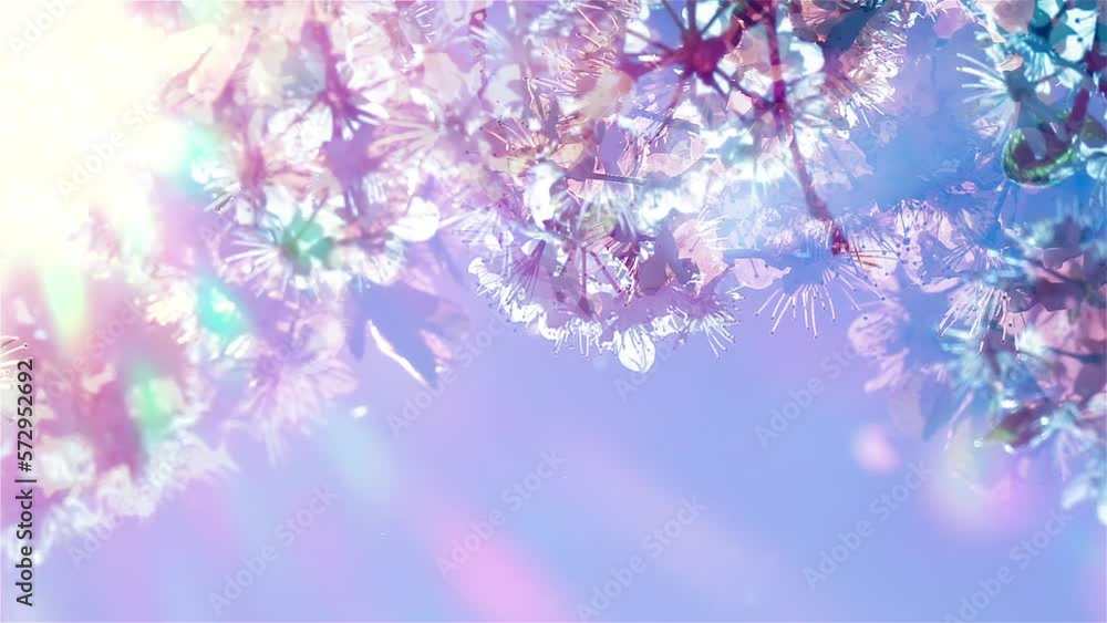 Cherry blossom petals flattering in soft breeze against blue sky. Sunrising up view. Conceptual fantasy scene of realistic Sakura floral pattern. Multicolored nature. Slow motion.
Cherry blossom petals flattering in soft breeze against blue sky. Sunrising up view. Conceptual fantasy scene of realistic Sakura floral pattern. Multicolored nature. Slow motion.