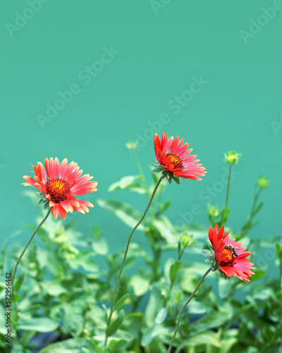 Floral background concept with copy space. Red gaillardia flowers isolated on green background © izzzy71