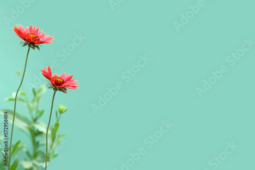 Mothers Day floral greeting card concept with copy space. Red gaillardia flowers isolated on green background.