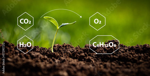 The depiction of photosynthesis, showing the chemical reactions involved, is illustrated by placing the formulas for carbon dioxide, water, oxygen, and glucose around a newly sprouted plant.