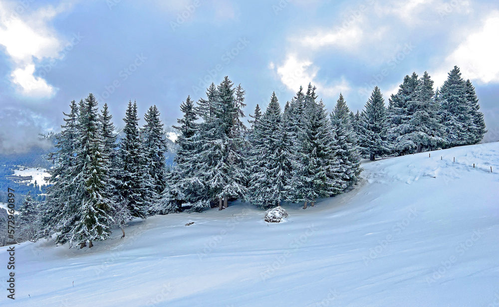 Picturesque canopies of alpine trees in a typical winter atmosphere after the winter snowfall above the tourist resorts of Valbella and Lenzerheide in the Swiss Alps - Canton of Grisons, Switzerland