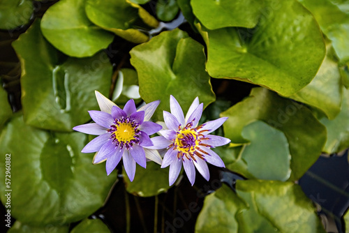 Violet water lily top view