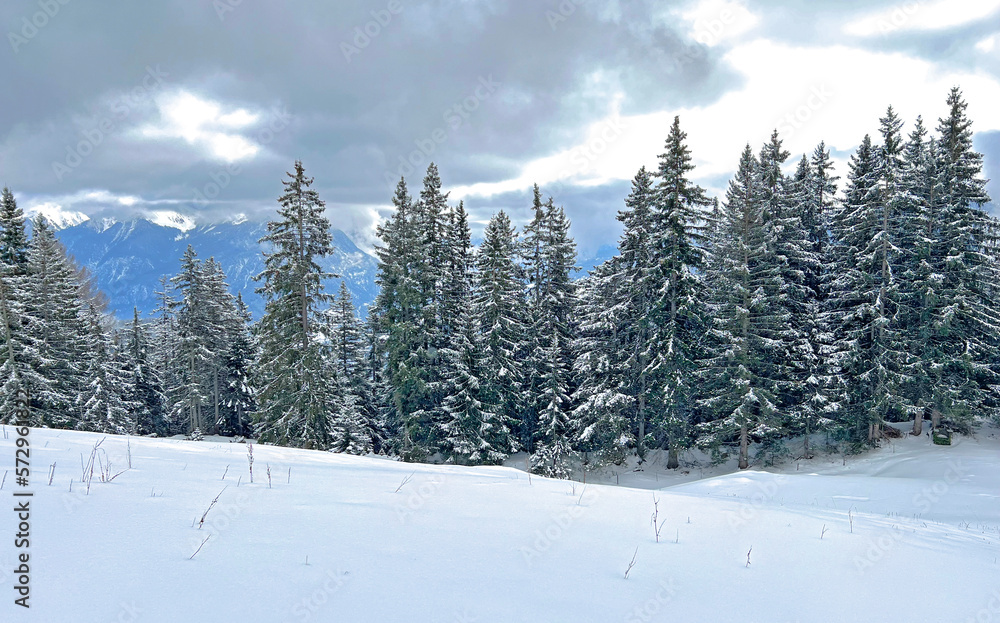 Picturesque canopies of alpine trees in a typical winter atmosphere after the winter snowfall above the tourist resorts of Valbella and Lenzerheide in the Swiss Alps - Canton of Grisons, Switzerland Picturesque canopies of alpine trees in a typical winter atmosphere after the winter snowfall above the tourist resorts of Valbella and Lenzerheide in the Swiss Alps - Canton of Grisons, Switzerland