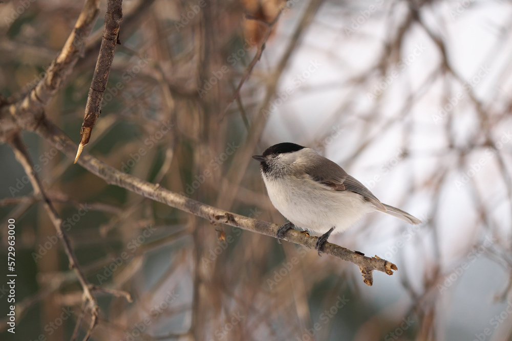 Fototapeta premium 枝に止まったかわいいコガラ
