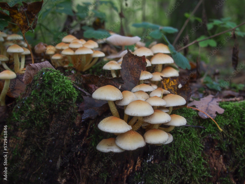 Pilzkolonie auf einem abgestorbenem Baumstumpf im Wald mit angenehm unscharfem Hintergrund Pilzkolonie auf einem abgestorbenem Baumstumpf im Wald mit angenehm unscharfem Hintergrund
