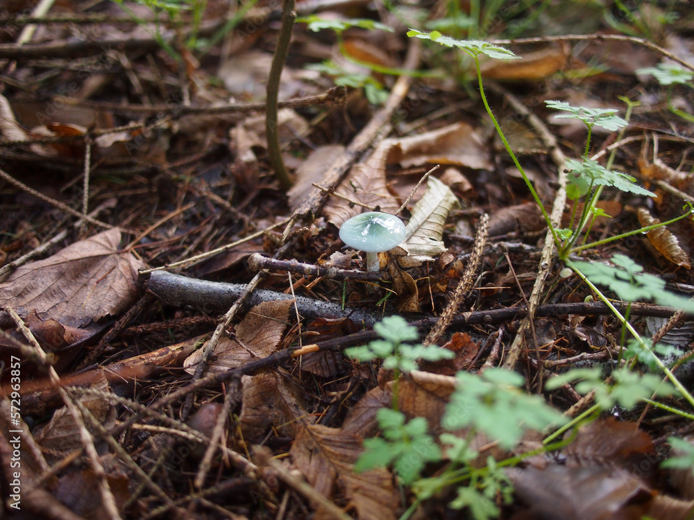 Träuschling auf Waldboden zwischen Zweigen und Blättern 