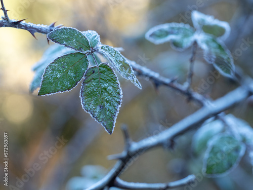Hojas heladas con escarcha en invierno