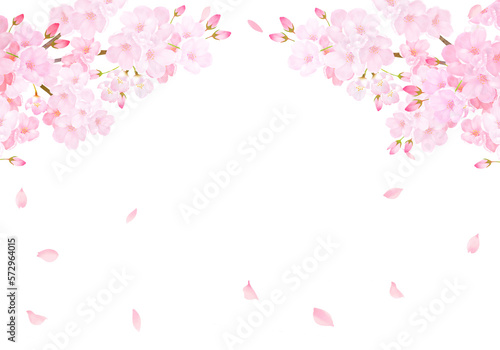 美しく華やかな花びら舞い散る春の桜の白バックフレーム背景素材