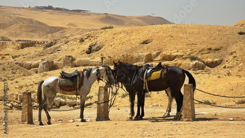 Horses at the pyramids in Giza, Egypt, Africa 