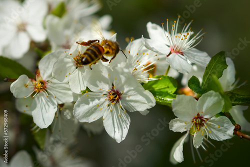 Apple tree flowers on a branch with a bee close-up.