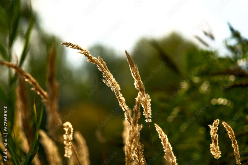 Golden spikelets in the sun close-up. Golden spikelets in the sun close-up.