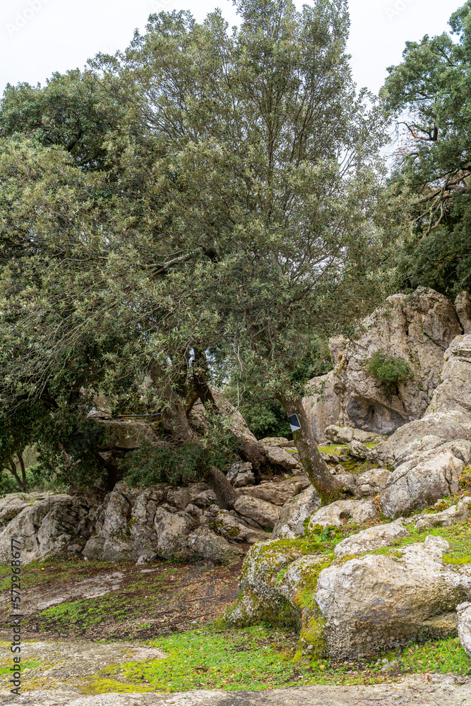 Mallorca | Nus de sa Corbata | Spanien | Sa Calobra | Serra de Tramuntana