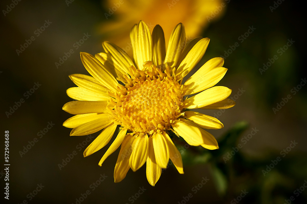 Obraz premium Young sunflower close-up on a dark background.