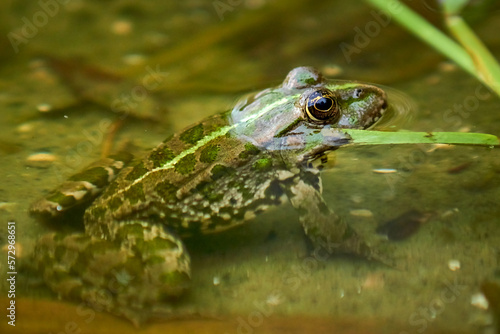 Frog in the lake close-up.