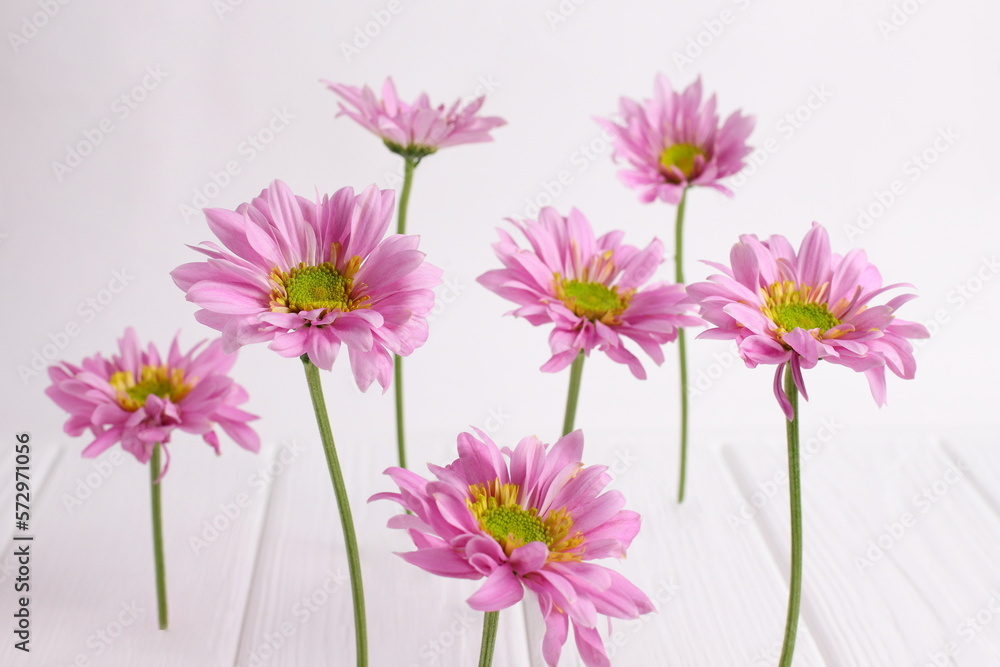 Pink daisy flowers on white wooden background Pink daisy flowers on white wooden background