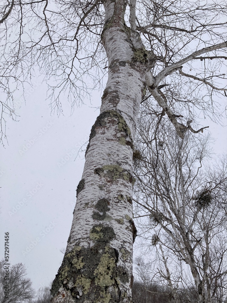 Fototapeta premium 雪降るスキー場