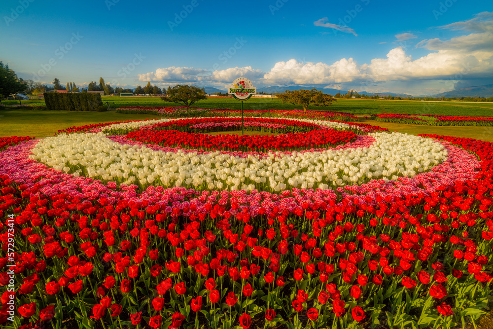 Beautiful tulips in the spring. A variety of spring flowers blooming in the beautiful garden. Landscape design - cirles of the flower beds of tulips. Skagit, Washington State, USA.