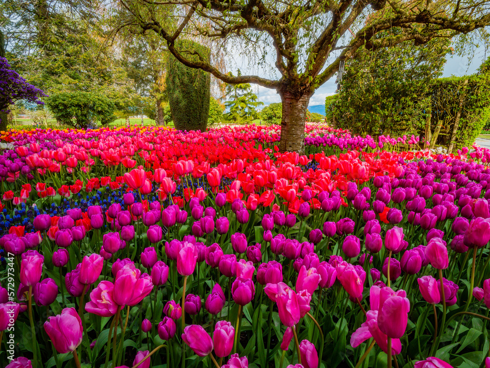 Beautiful tulips in the spring. Variety of spring flowers blooming in beautiful garden. Landscape design - the flower beds of tulips. Skagit, Washington State, USA.