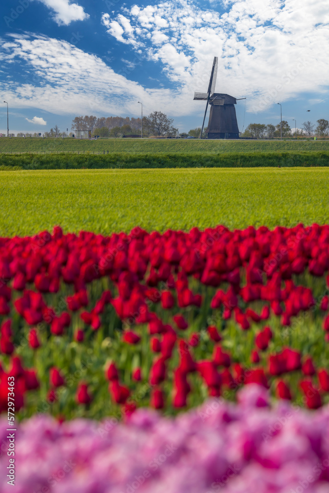 Field of tulips with Ondermolen windmill near Alkmaar, The Netherlands Field of tulips with Ondermolen windmill near Alkmaar, The Netherlands