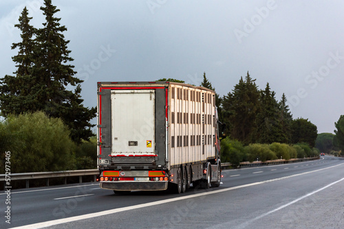 Truck with a cage semi-trailer for the transport of cattle driving on a highway, rear view. © M. Perfectti