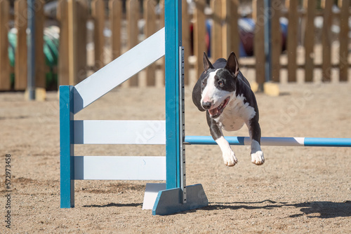 Miniature Bull Terrier jumps over an agility hurdle on a dog agility course