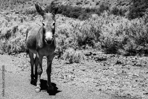 Black and White Wild Donkey In Death Valley