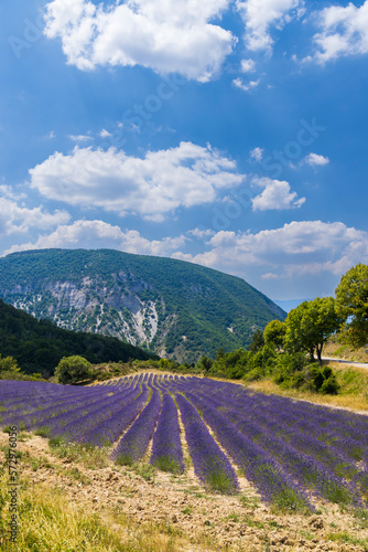 Lavender field near Montbrun les Bains and Sault, Provence, France