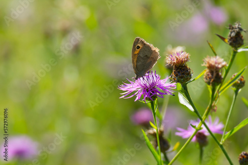 Meadow brown (maniola jurtina) butterfly sitting on a pink flower in Zurich, Switzerland