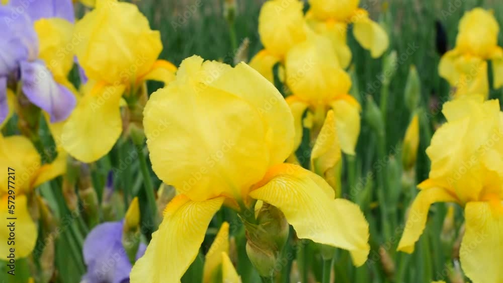 Yellow peonies bloomed in a flower bed in the garden. The wind shakes the peonies. Yellow peonies bloomed in a flower bed in the garden. The wind shakes the peonies.