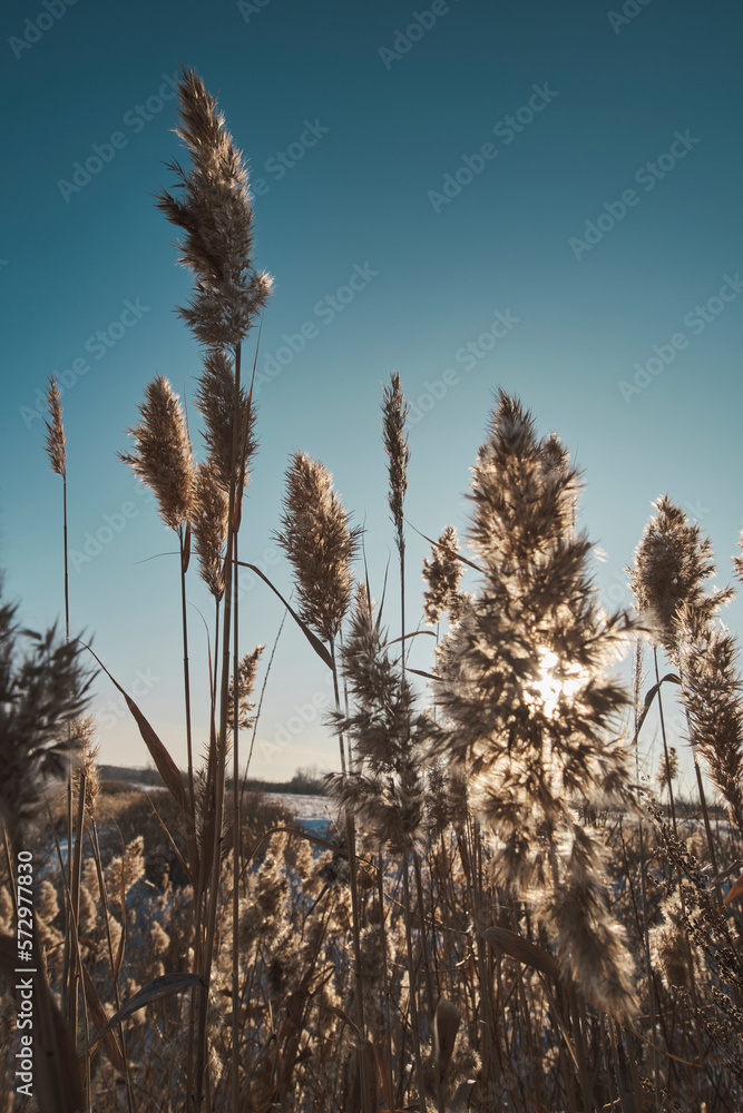 Fototapeta premium Stalks dry reeds against blue, clear sky.