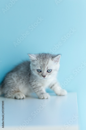 Portrait cute striped gray british kitten with big eyes sitting on white dresser at home. kitty looking. Concept of happy adorable cat pets. 