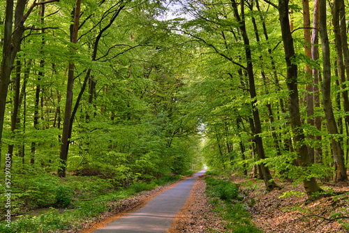 Path through sunny green Forest in Spring  Roedermark  Hessen  G