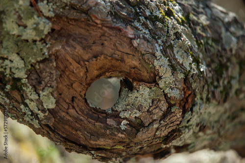 Knot in Tree Bark