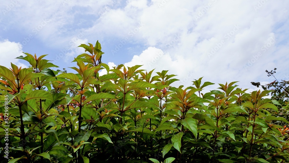 Clear sky with plant Hamelia patens ,Fire bush, Redhead, Scarletbush, Scarlet, Texas Firecracker Clear sky with plant Hamelia patens ,Fire bush, Redhead, Scarletbush, Scarlet, Texas Firecracker