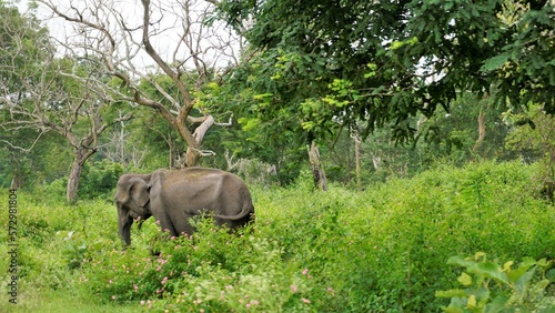Photography Wild mother elephant protecting the baby in forest with Green Background