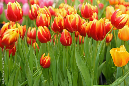 Tulip dow Jones, elegant, vibrant red petals tipped with contrasting golden yellow edge