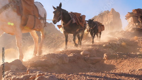 Convoy of Mules at Grand Canyon