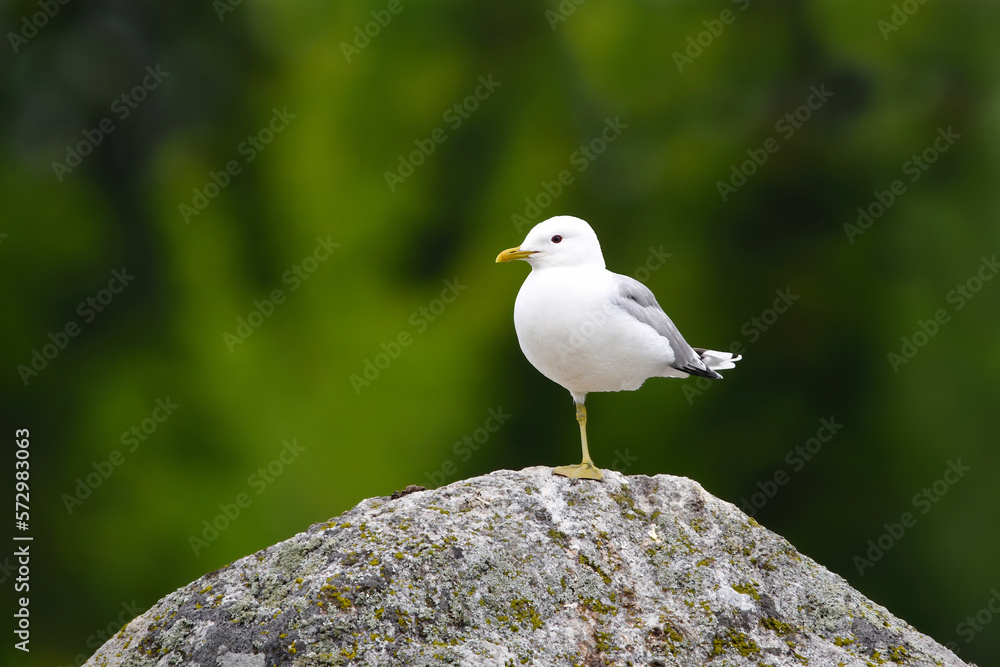 Common Gull (Larus canus) resting on a rock with one leg in summer. Common Gull (Larus canus) resting on a rock with one leg in summer.