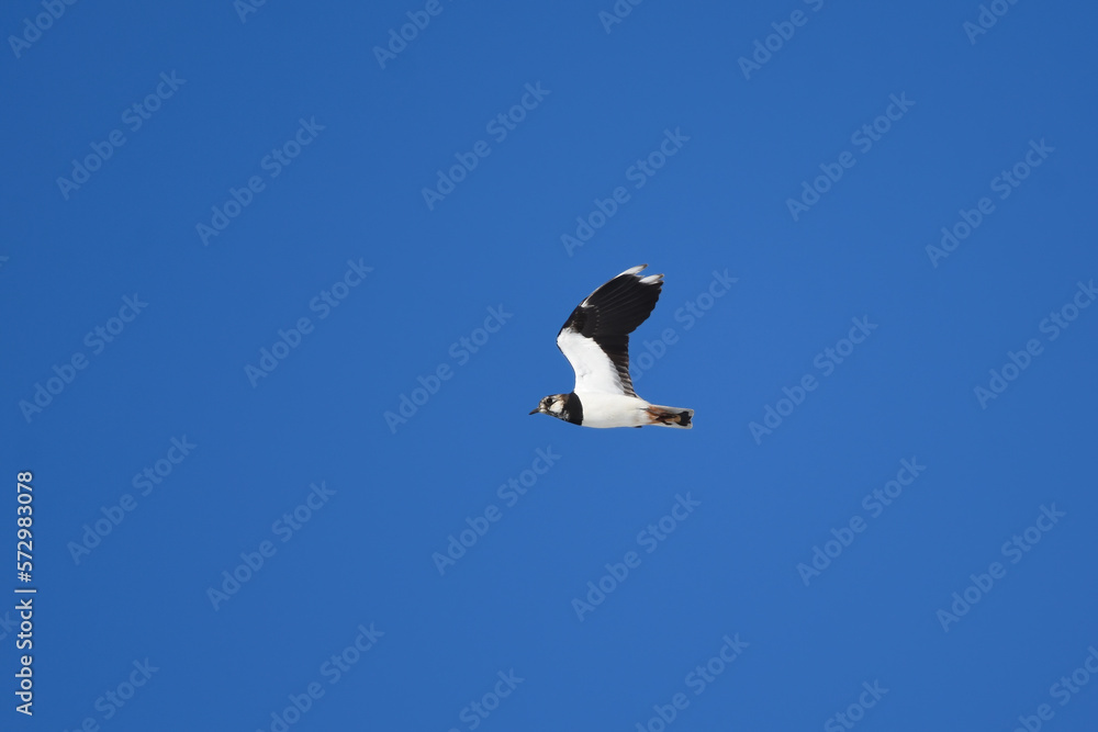 Northern lapwing (vanellus vanellus) flying in the blue sky in spring. Northern lapwing (vanellus vanellus) flying in the blue sky in spring.