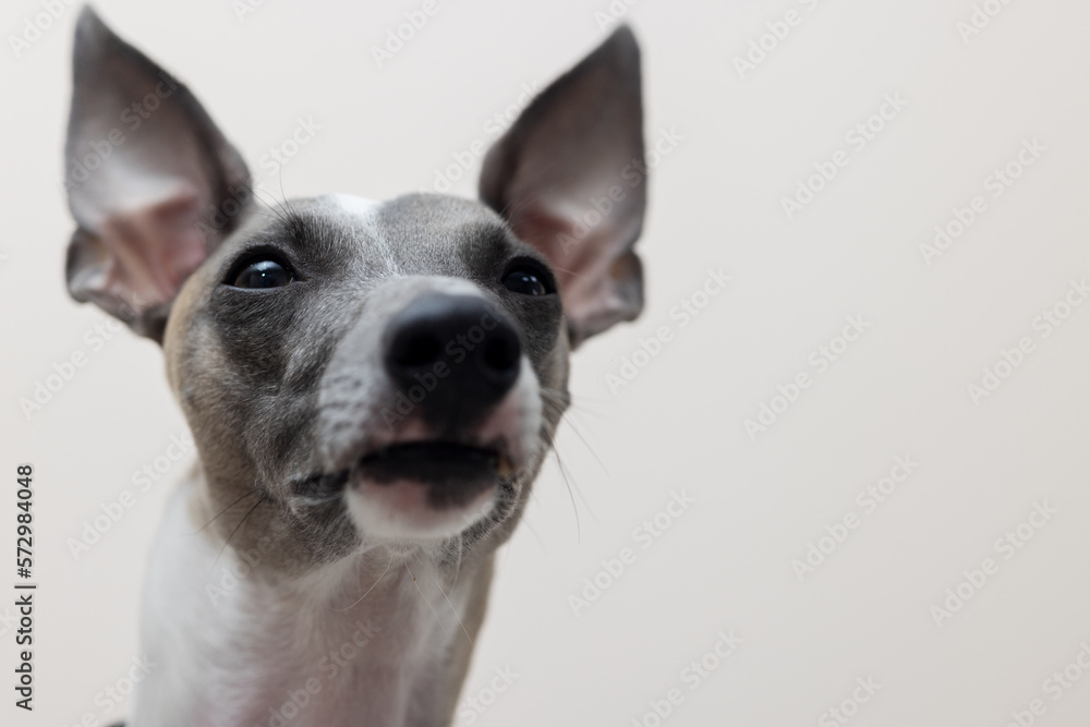 The muzzle of a whippet dog looking into the camera, close-up