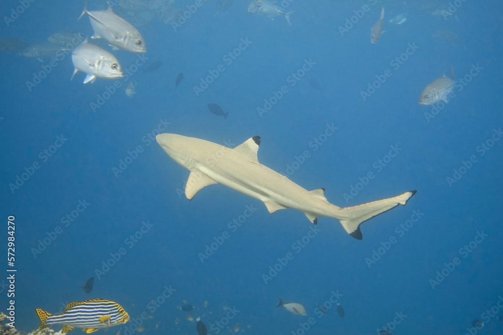 Blacktip reef shark and the school of bigeye trevally, focus on shark Blacktip reef shark and the school of bigeye trevally, focus on shark