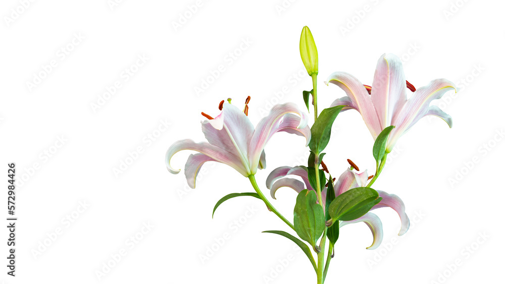 Beautiful fresh lily branch cut out and isolated from background.