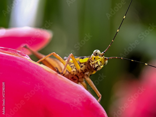 grasshopper on a flower © Roni