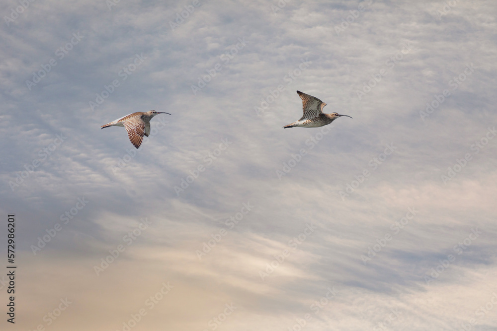 Obraz premium big water bird flight, Whimbrel, Numenius phaeopus