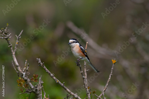 bird looking around in woodland, Masked Shrike, Lanius nubicus