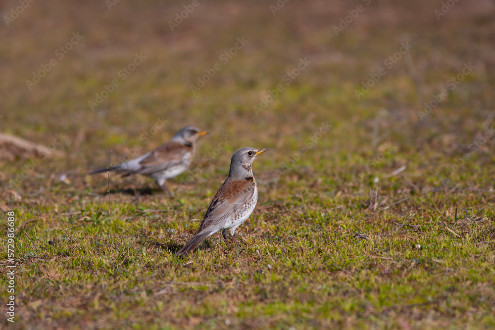bird watching on the grass, Fieldfare, Turdus pilaris bird watching on the grass, Fieldfare, Turdus pilaris