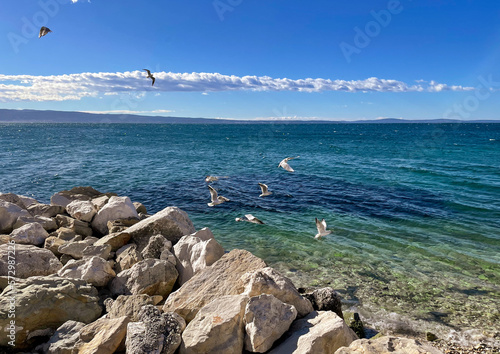 seagulls looking for food in the sea