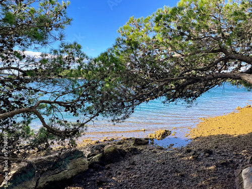 view of the sea through the treetops