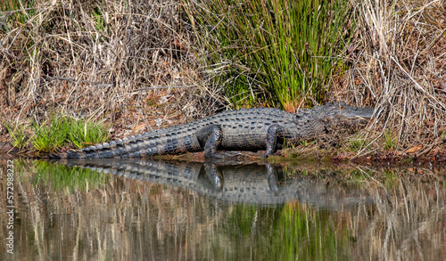 Alligator reflection in a pond during early spring in North Carolina
