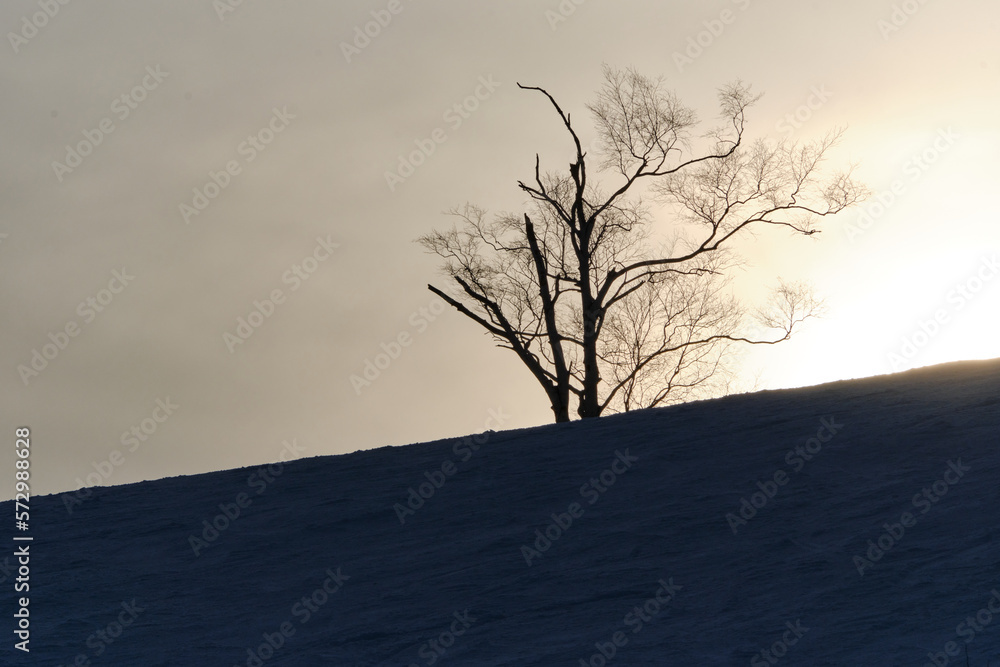 A tree in winter in the evening, Hakuba, Japan A tree in winter in the evening, Hakuba, Japan